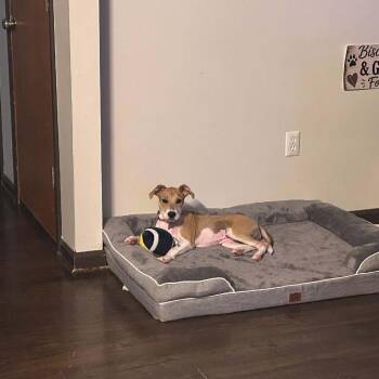 Penelope -  American Foxhound and Mixed Breed Dog for Adoption in Ferndale, Michigan - Penelope | PetCurious