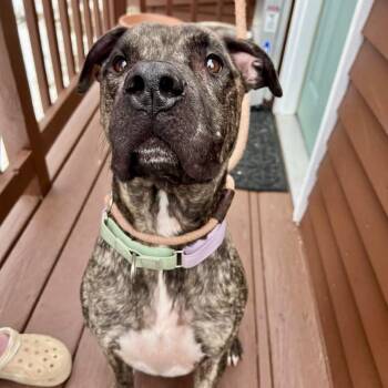 Plott Hound and American Staffordshire Terrier Dogs Available for Adoption in Blacksburg, Virginia - Goose | PetCurious