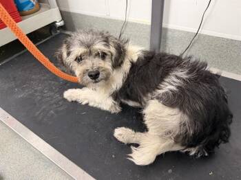 JAMIE -  Maltese Dog for Adoption in Ontario, California - JAMIE | PetCurious