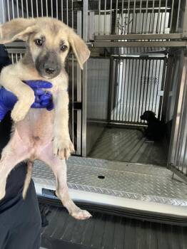 LIL MAN -  Mixed Breed Dog for Adoption in Dallas, Texas - LIL MAN | PetCurious