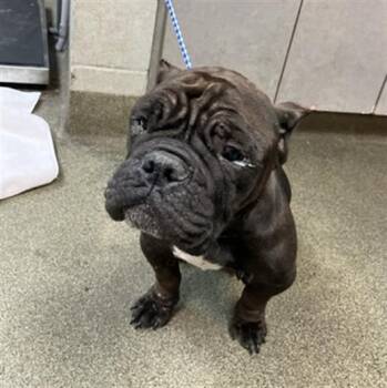 Mixed Breed Dogs Available for Adoption - ENA | PetCurious