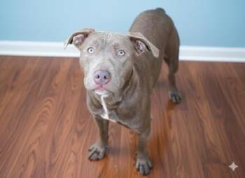 Pit Bull Terrier and Mixed Breed Dogs Available for Adoption - Mocha(No Cats) | PetCurious