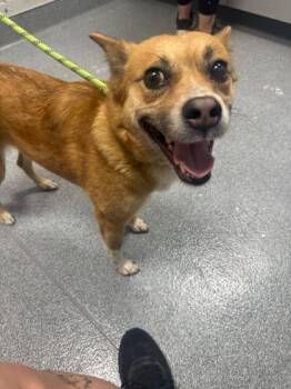 Mixed Breed Dogs Available for Adoption in Sevierville, Tennessee - Fruit Cup | PetCurious