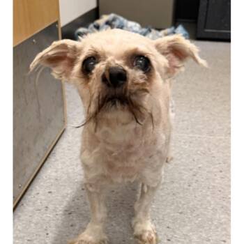Walter -  Shih Tzu and Mixed Breed Dog for Adoption in Avon, Ohio - Walter | PetCurious