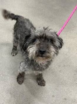 Schnauzer Dogs Available for Adoption - HERSCHEL | PetCurious