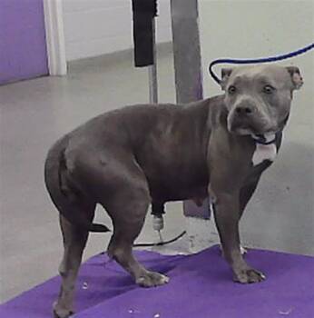 A2093967 -  Staffordshire Bull Terrier and Mixed Breed Dog for Adoption in Houston, Texas - A2093967 | PetCurious