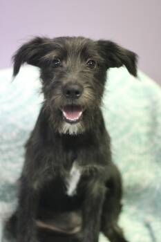 Lynne ah in NH. Come Meet our Adoptable Dogs Wednesday-Saturday. -  Schnauzer Dog for Adoption in Manchester, New Hampshire - Lynne Ah In NH. Come Meet Our Adoptable Dogs Wednesday-Saturday. | PetCurious
