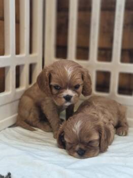 Cavalier King Charles Spaniel Dogs Available for Sale in Battle Ground, Washington - NA | PetCurious