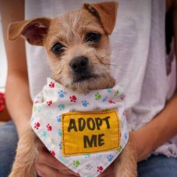 Terrier and Dachshund Dogs Available for Adoption - LOKI | PetCurious