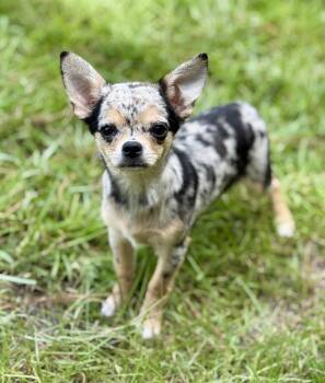 Bingo -  Chihuahua Dog for Adoption in Lucedale, Mississippi - Bingo | PetCurious