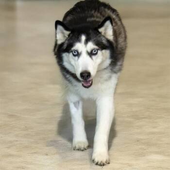 Siberian Husky Dogs Available for Adoption in St. Louis, Missouri - OREO | PetCurious