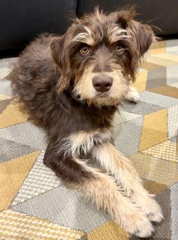 Schnauzer Dogs Available for Adoption - Ellie June | PetCurious