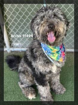 Poodle Dogs Available for Adoption - ARCHIE | PetCurious