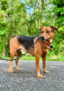 Bella -  Feist Dog for Adoption in Waverly, Tennessee - Bella | PetCurious