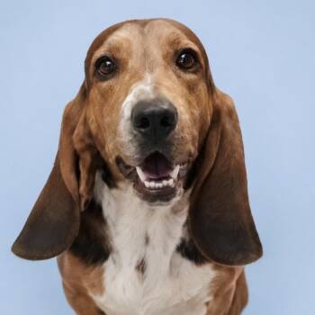 Roscoe -  Basset Hound and Bloodhound Dog for Adoption in Kim, Colorado - Roscoe | PetCurious