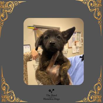Buckwheat -  Cattle Dog and Mixed Breed Dog for Adoption in Cumberland, Rhode Island - Buckwheat | PetCurious