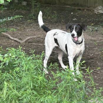 Rescue Pointer Dogs for Adoption in Ladonia, Texas - Pepper | PetCurious