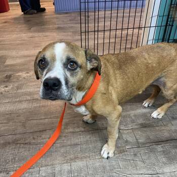 Piper -  Pit Bull Terrier Dog for Adoption in Jefferson City, Tennessee - Piper | PetCurious