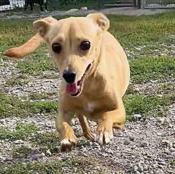 Melody -  Chihuahua Dog for Adoption in Polson, Montana - Melody | PetCurious