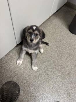 Ridge -  Golden Retriever and Great Pyrenees Dog for Adoption in Pequot Lakes, Minnesota - Ridge | PetCurious