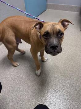 TADPOLE -  Pit Bull Terrier and Mixed Breed Dog for Adoption in Las Vegas, Nevada - TADPOLE | PetCurious