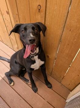 Labrador Retriever Dogs Available for Adoption in St. Augustine, Florida - Ralph | PetCurious