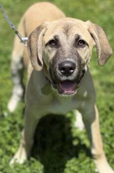 Anatolian Shepherd and Mastiff Dogs Available for Adoption in Malvern, Pennsylvania - Luna | PetCurious
