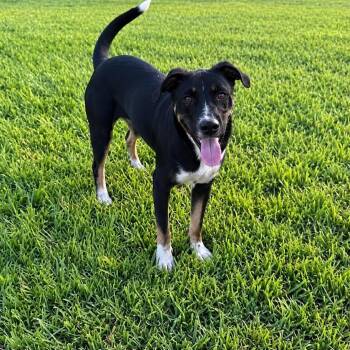 Ross -  Terrier Dog for Adoption in Harlingen, Texas - Ross | PetCurious