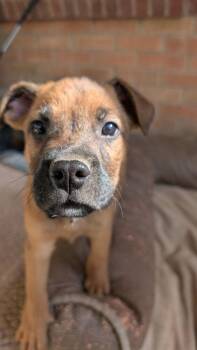 Mixed Breed Dogs Available for Adoption - Vinny (Ketchup) | PetCurious