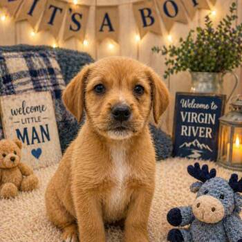 Terrier Dogs Available for Adoption in La Grange, Kentucky - Preacher | PetCurious