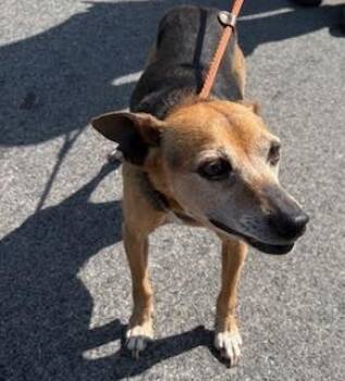 Rat Terrier Dogs Available for Adoption - Jellybean | PetCurious