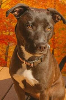 Rescue Pit Bull Terrier and Whippet Dogs for Adoption in San Antonio, Texas - Clover | PetCurious