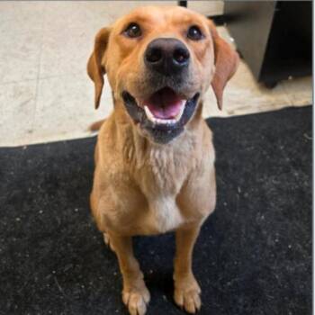 Buttercup -  Labrador Retriever Dog for Adoption in Columbia, South Carolina - Buttercup | PetCurious