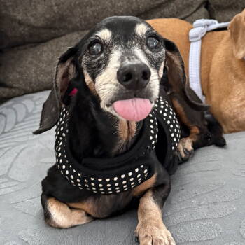 Rescue Dachshund Dogs for Adoption in West Columbia, South Carolina - Minnie2 | PetCurious