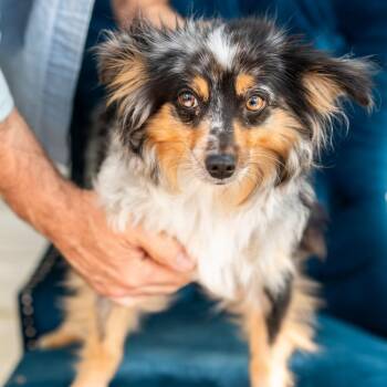 Australian Shepherd Dogs Available for Adoption in Zionsville, Indiana - Rainbow | PetCurious