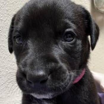 983 (2026) Licorice -  Rottweiler and Shepherd Dog for Adoption in Parker, Colorado - 983 (2026) Licorice | PetCurious