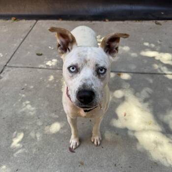 Tundra -  Cattle Dog and Husky Dog for Adoption in Fresno, California - Tundra | PetCurious