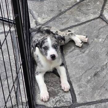 Mystique -  Mixed Breed Dog for Adoption in Hughesville, Maryland - Mystique | PetCurious