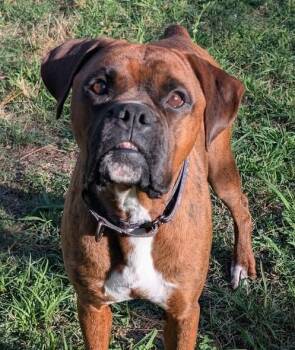 Meatball  -  Boxer Dog for Adoption in Amory, Mississippi - Meatball  | PetCurious