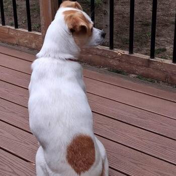 Chica -  Jack Russell Terrier and Chihuahua Dog for Adoption in Lenexa, Kansas - Chica | PetCurious