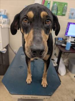 Black And Tan Coonhound and Mixed Breed Dogs Available for Adoption - CHOCCO | PetCurious