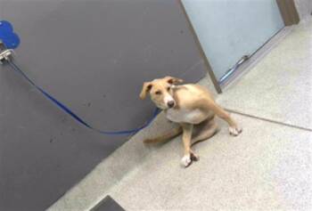 Rescue Labrador Retriever and Mixed Breed Dogs for Adoption in Tallahassee, Florida - THOMAS | PetCurious