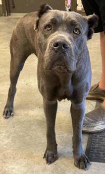 Athena -  Cane Corso Dog for Adoption in Bowling Green, Kentucky - Athena | PetCurious