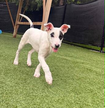 Winnifred -  Mixed Breed Dog Available for Adoption - Winnifred | PetCurious