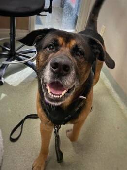 German Shepherd Dog and Mixed Breed Dogs Available for Adoption - TREY | PetCurious