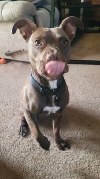Rescue Pit Bull Terrier Dogs for Adoption in Saint James, Minnesota - Xeenie | PetCurious