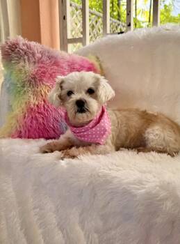 Maltipoo and Mixed Breed Dogs Available for Adoption - Honey | PetCurious