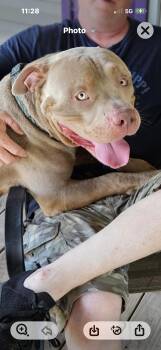 Hulk -  American Staffordshire Terrier Dog for Adoption in Dallas, Texas - Hulk | PetCurious