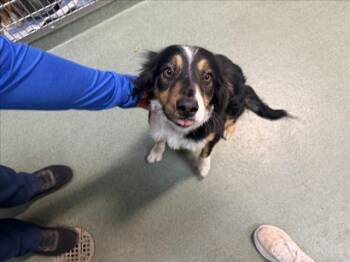 A176495 -  Mixed Breed Dog for Adoption in Santa Fe, New Mexico - A176495 | PetCurious