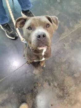 Rescue Mixed Breed Dogs for Adoption in Memphis, Tennessee - Dobby | PetCurious